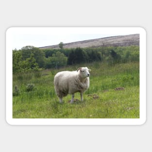 Sheep Sticker